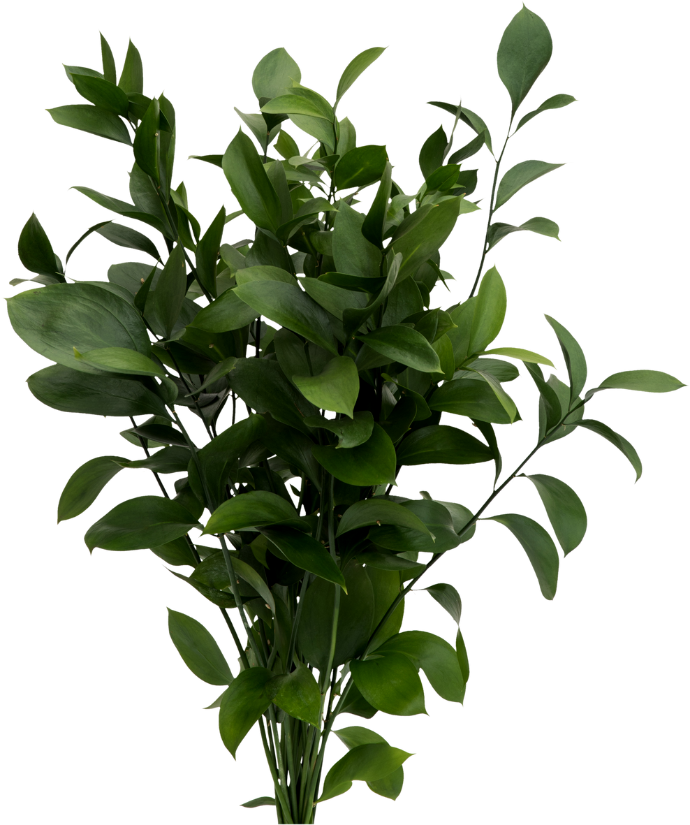 Plant with Fresh Leaves 