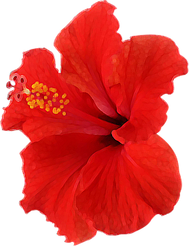 Red Hibiscus Watercolor Painting Cutout